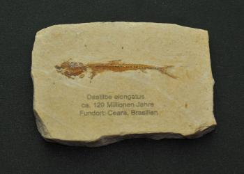 Laserbeschriftung auf Sandstein-Dastilbe